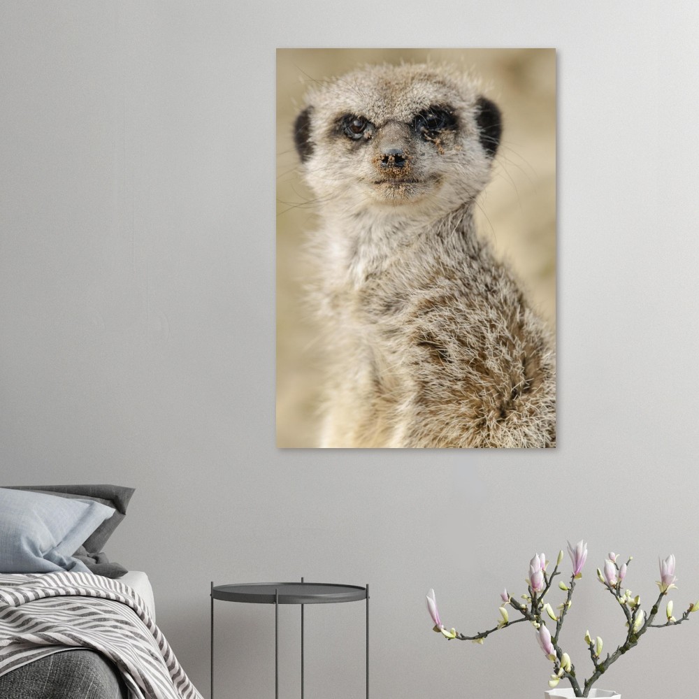 Dreamy Meercat - Aluminum fine art Print - Image 4