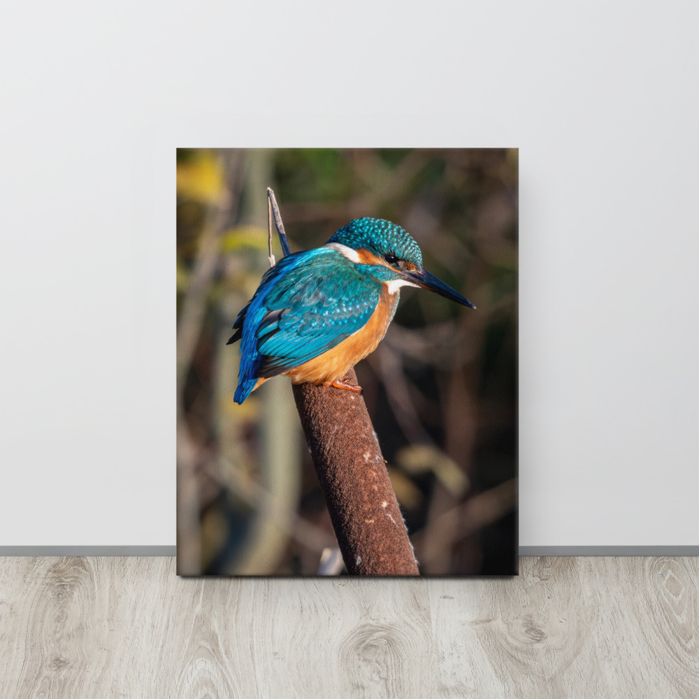 Kingfisher on a bullrush - Fine art canvas print - Image 3