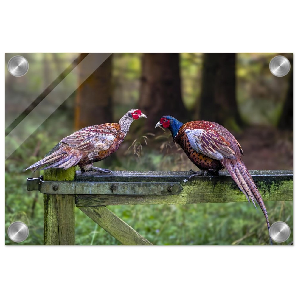 A Brace of Pheasants - Acrylic Fine Art Print - Image 7