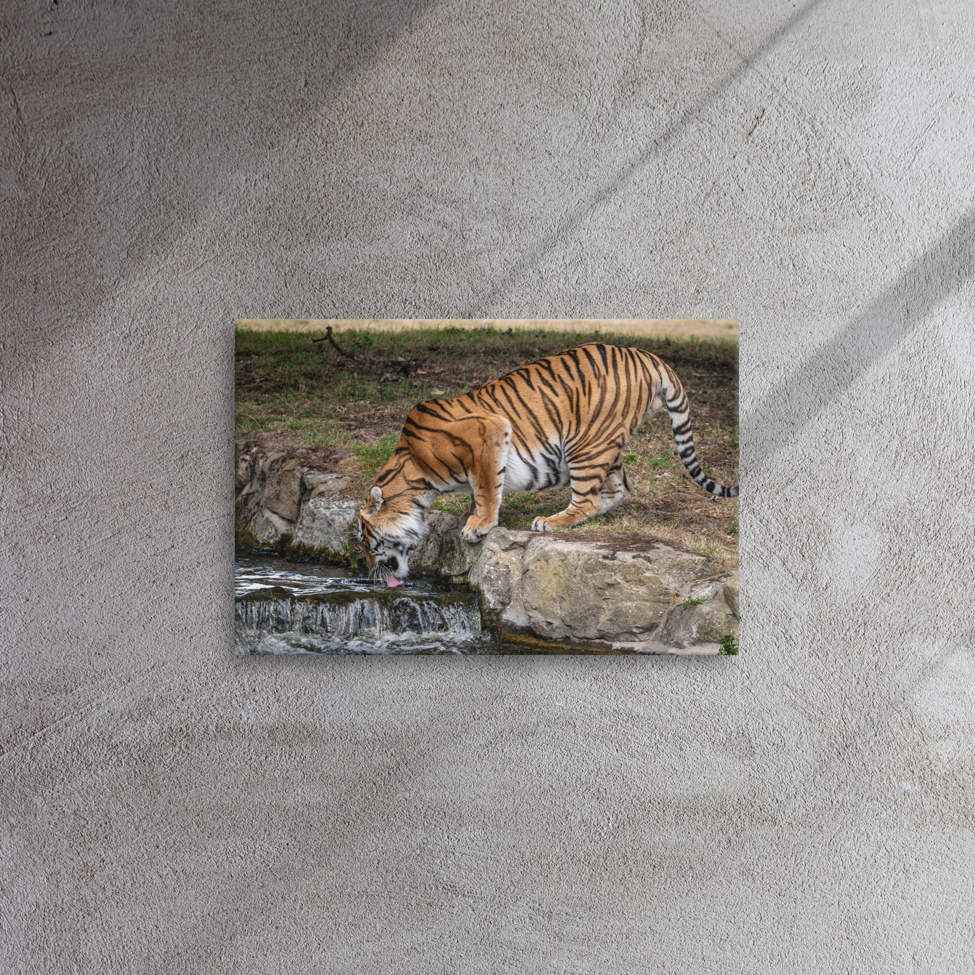 Amur Tiger drinking - Thin canvas fine art print - Image 3