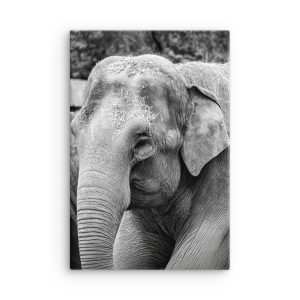 Elephant B&W - Thin canvas fine art print