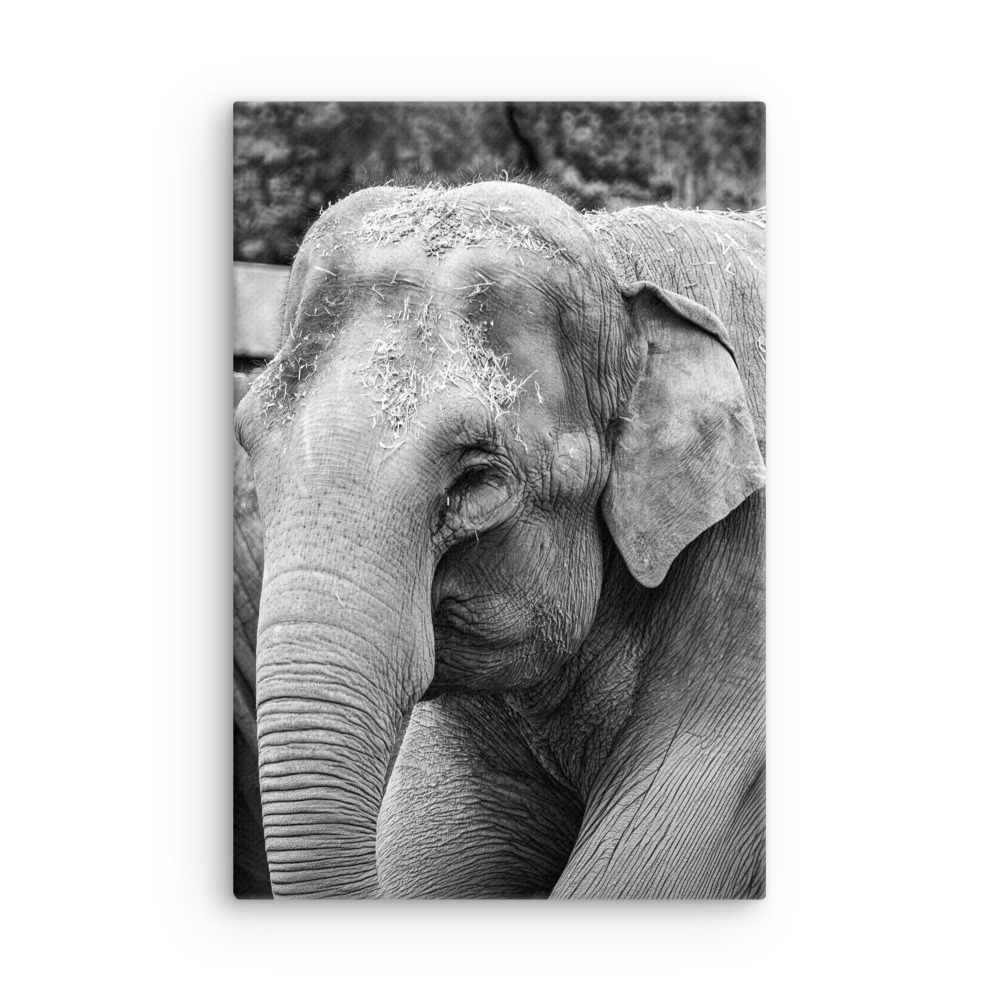Elephant B&W - Thin canvas fine art print