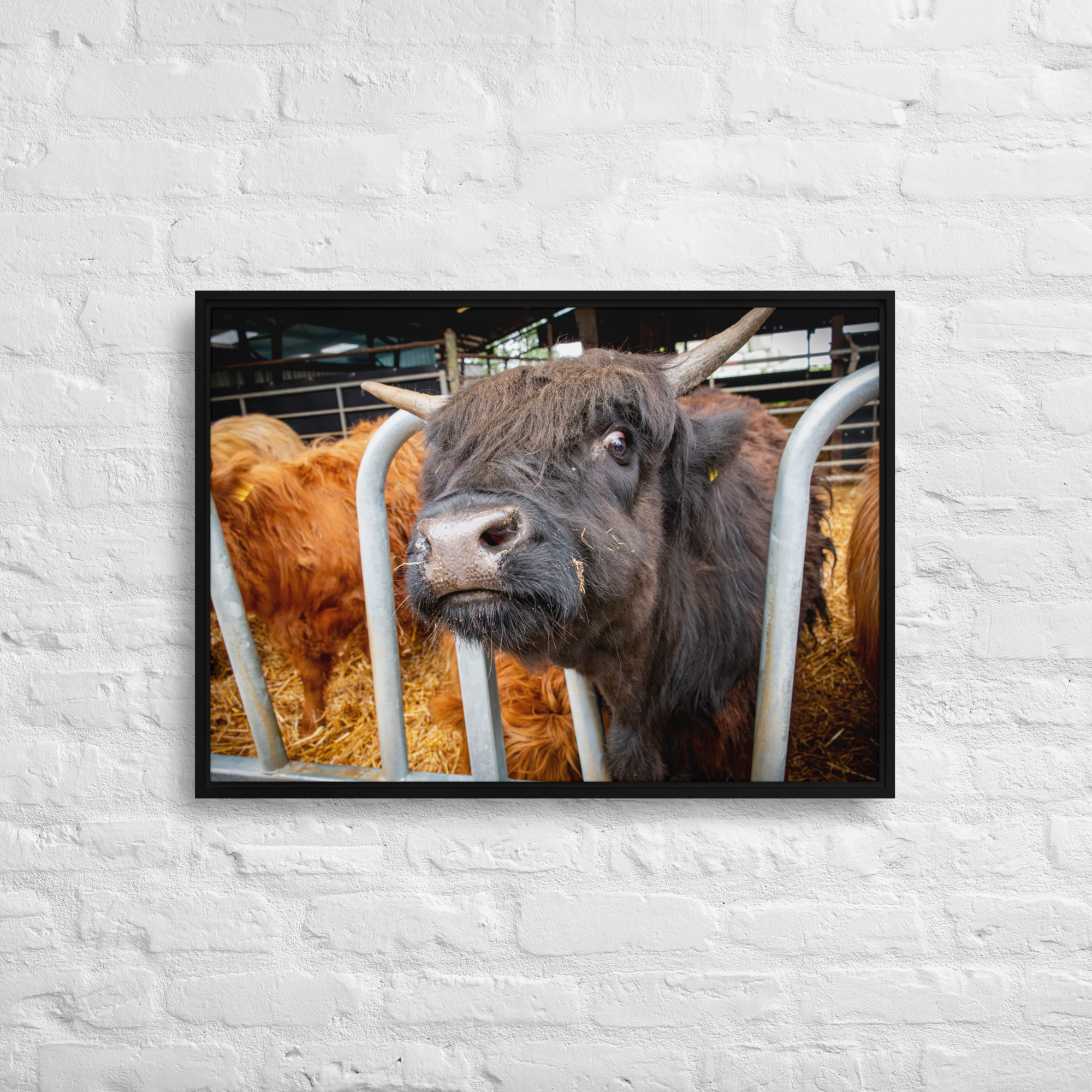 Black Highland Cow - Framed canvas fine art print - Image 5