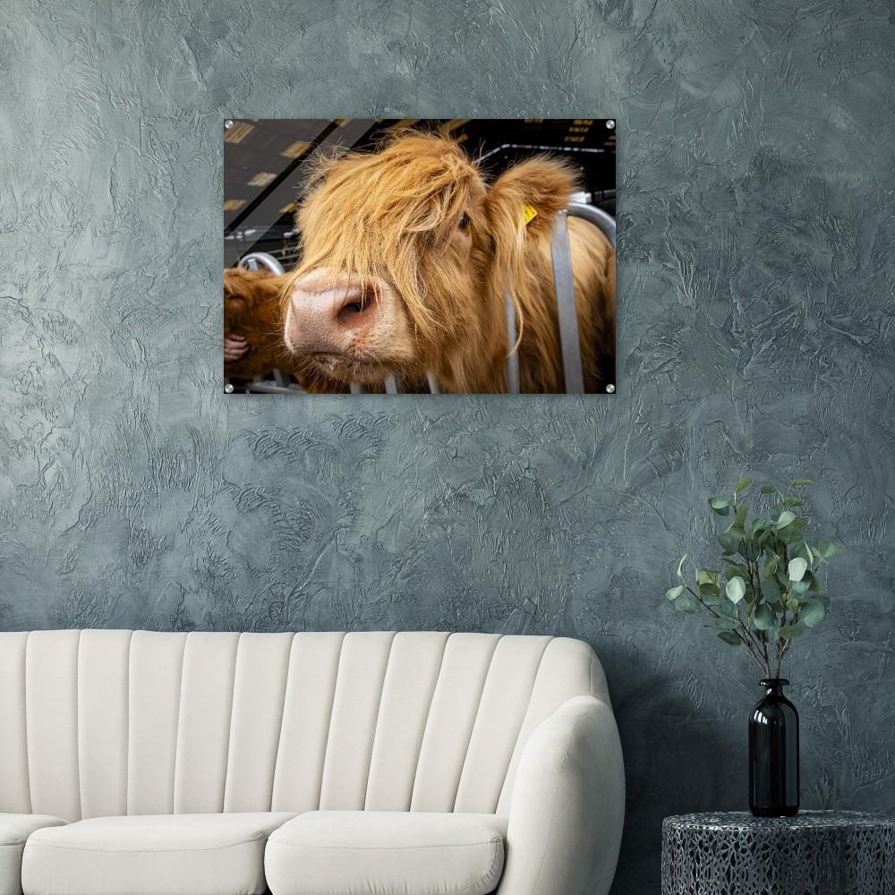 Highland Cow Close - Acrylic Fine Art Print - Image 5