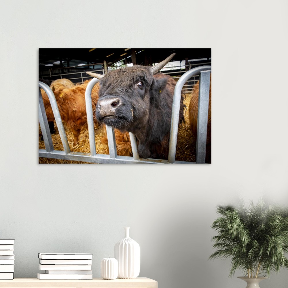 Black Highland Cow - Aluminum fine art Print - Image 7