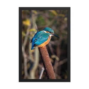 Kingfisher on a Bullrush - Framed fine art print