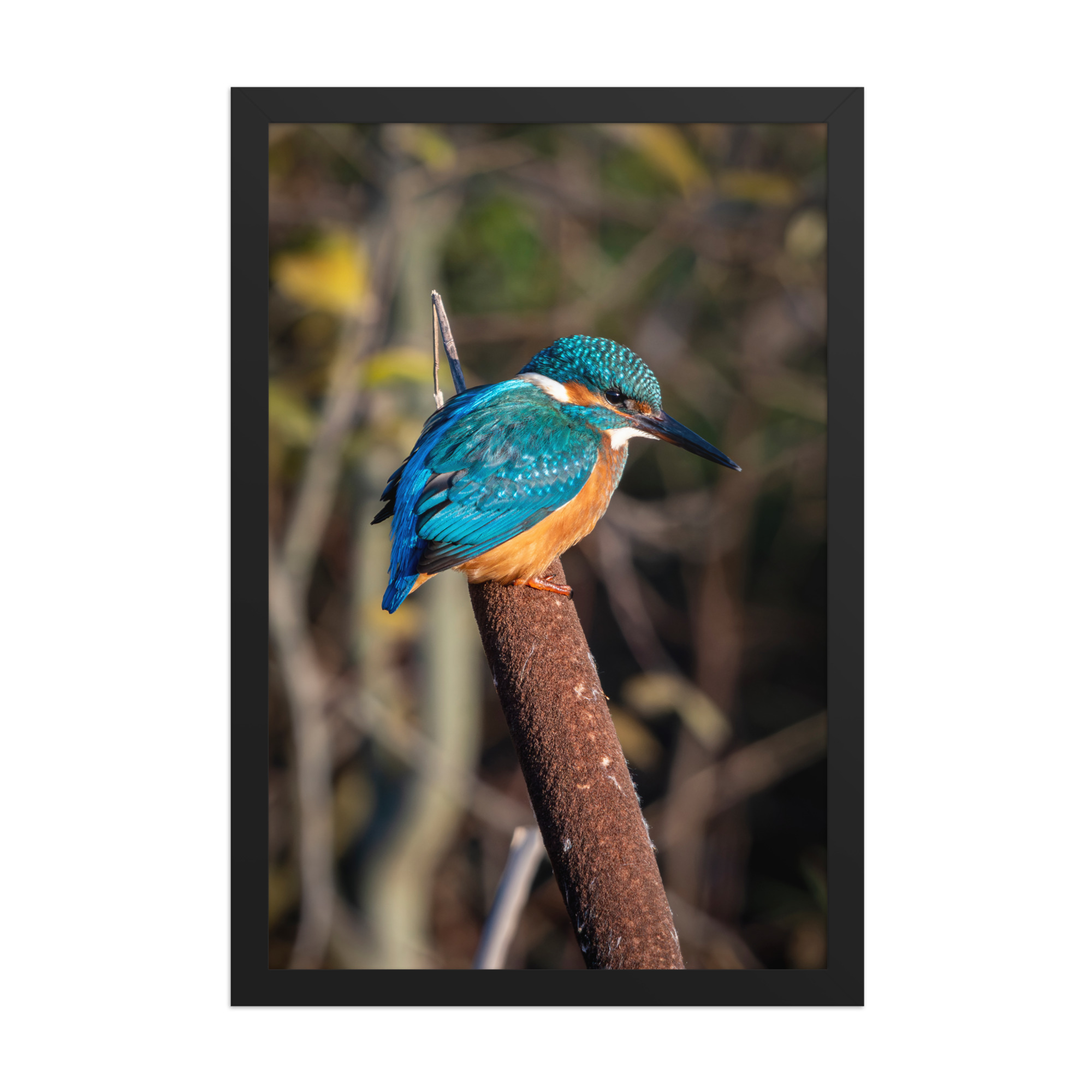 Kingfisher on a Bullrush - Framed fine art print