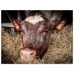 Hungry Cow - Fine Art Print