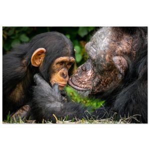 A tender Chimpanzee moment - Aluminum fine art print
