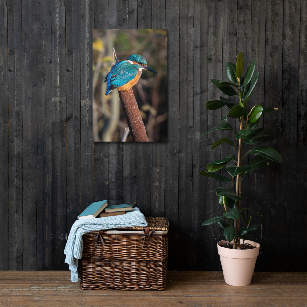 Kingfisher on a bullrush - Fine art canvas print - Image 2