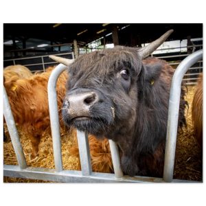 Black Highland Cow - Aluminum fine art Print