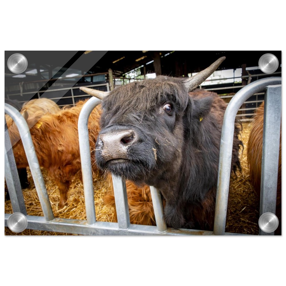 Black Highland Cow - Acrylic fine art print - Image 2