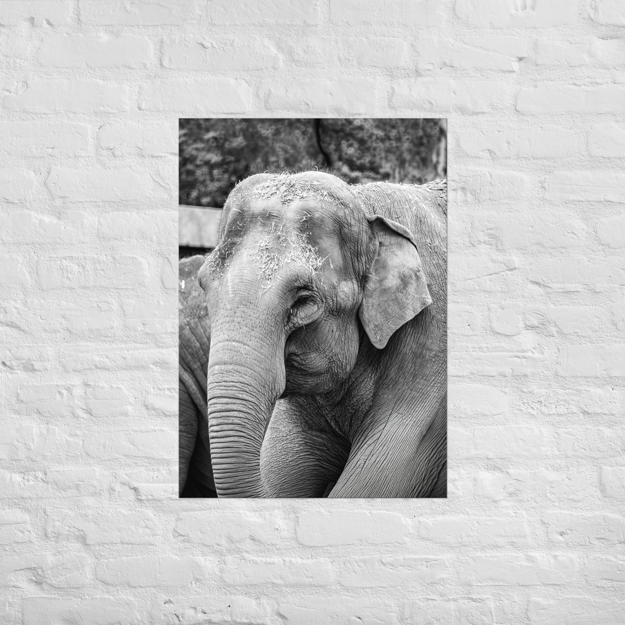 Elephant B&W - Fine art print - Image 2