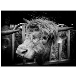 Highland Cow B&W - Fine Art Print