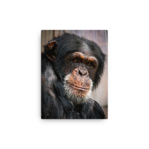 Wise old chimpanzee - Thin fine art canvas