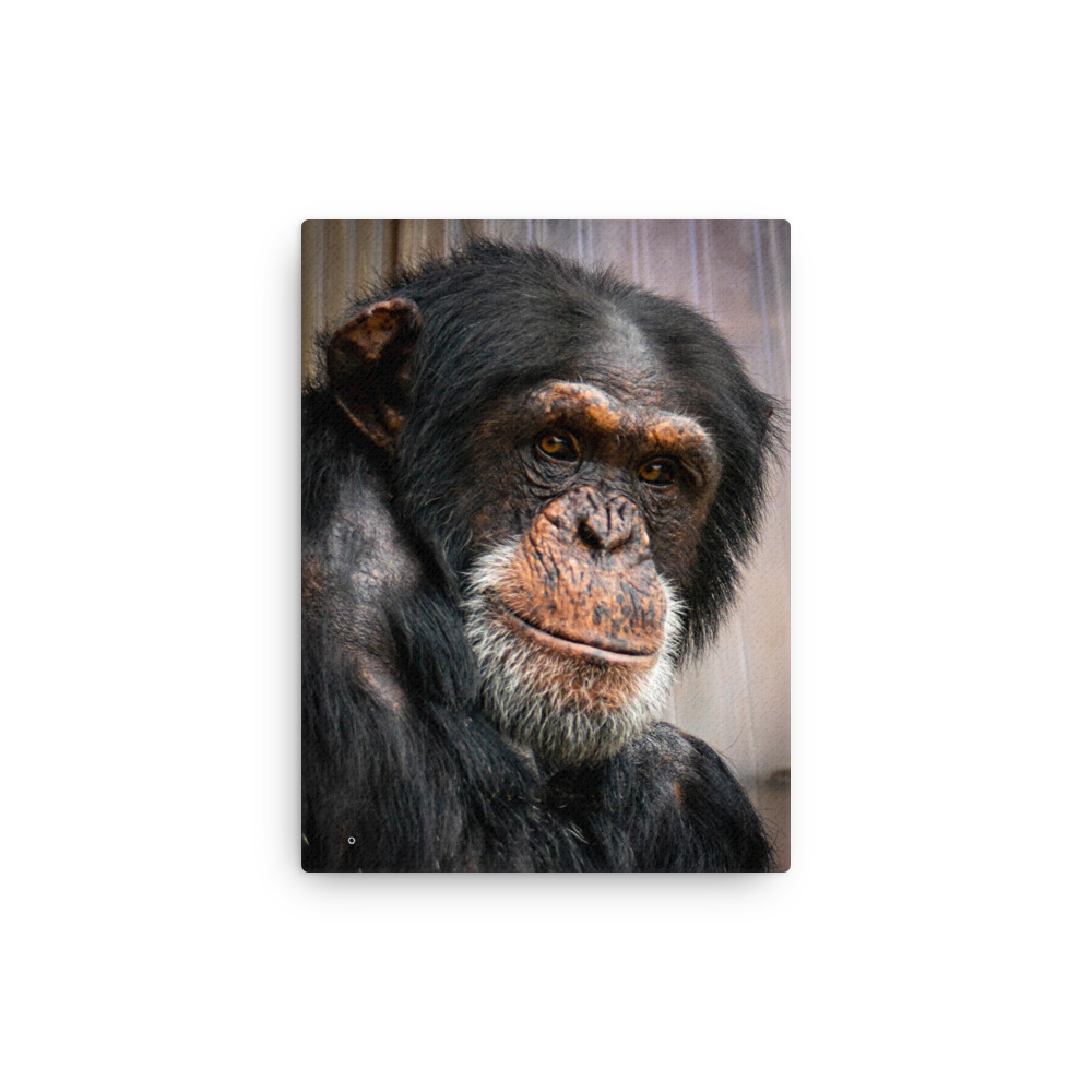 Wise old chimpanzee - Thin fine art canvas