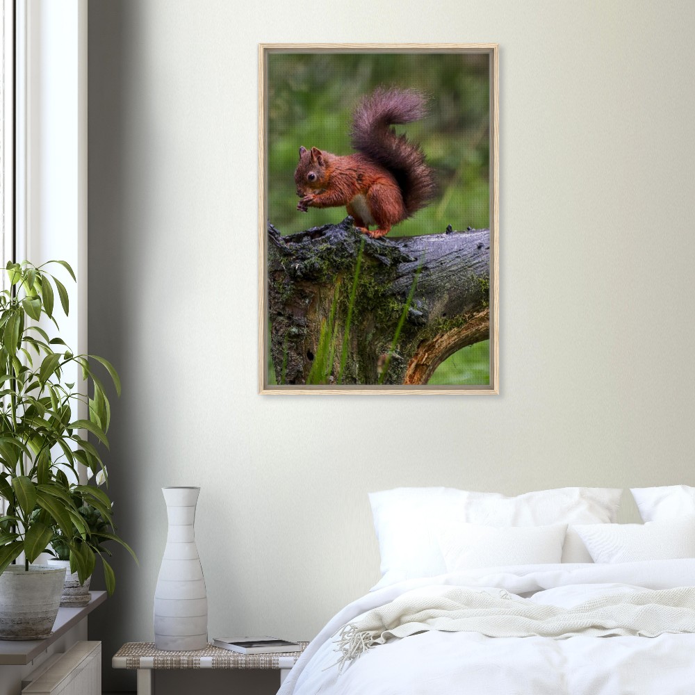 Red Squirrel - Framed Canvas - Image 2