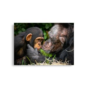 A tender Chimpanzee moment - Fine art print