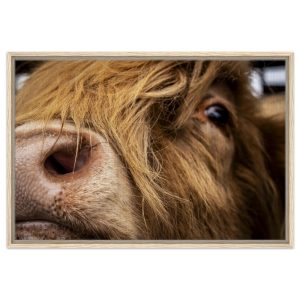 Highland Cow Nose - Framed Canvas