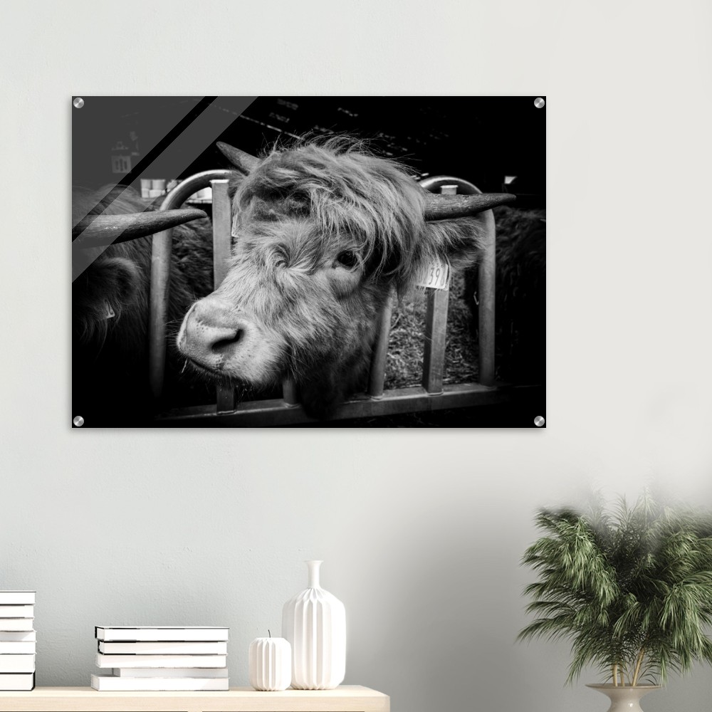Highland Cow B&W - Acrylic Fine Art Print - Image 6
