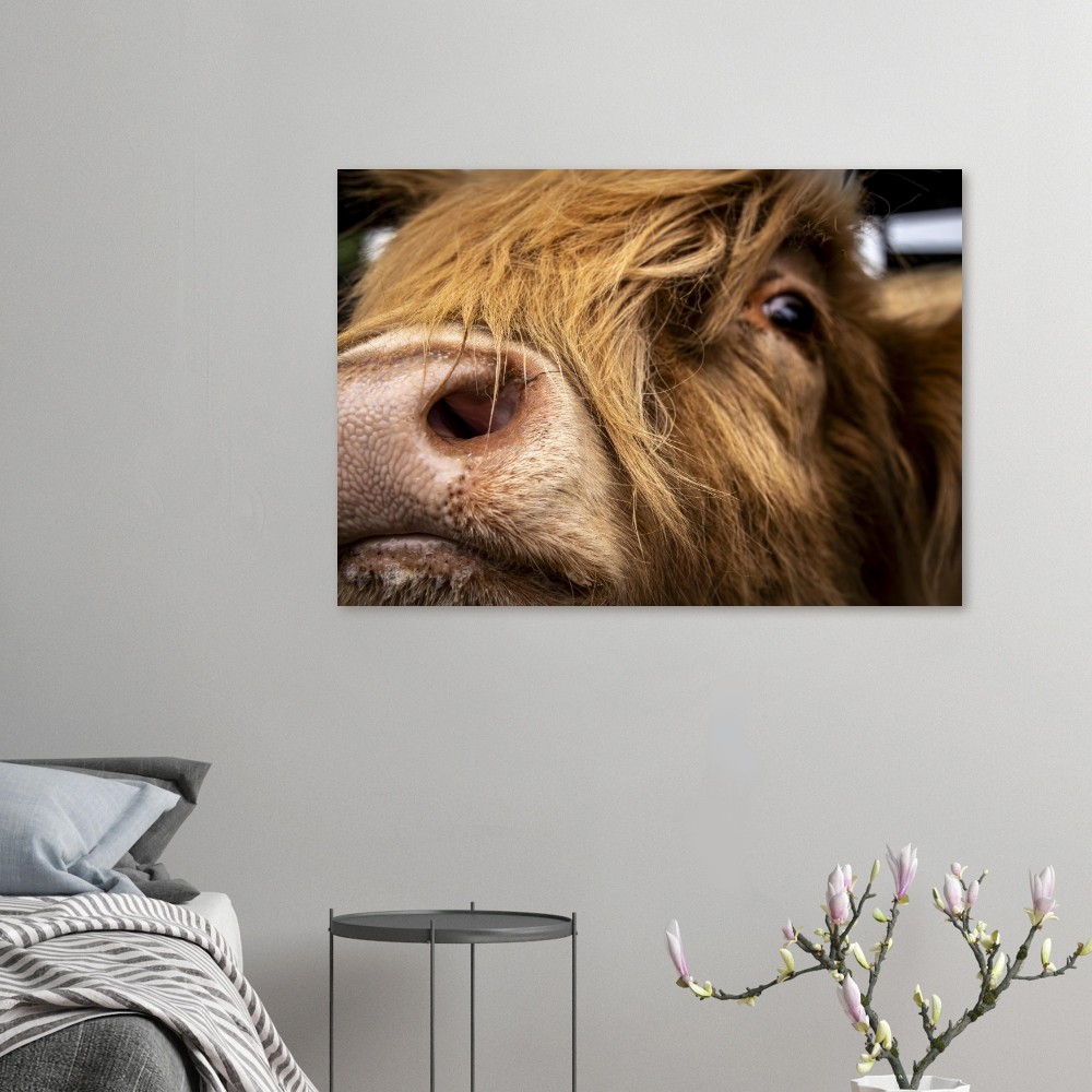 Highland Cow Nose- Aluminum Fine Art Print - Image 3