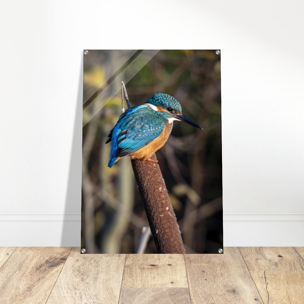 Kingfisher on a Bullrush - Acrylic fine art print - Image 2