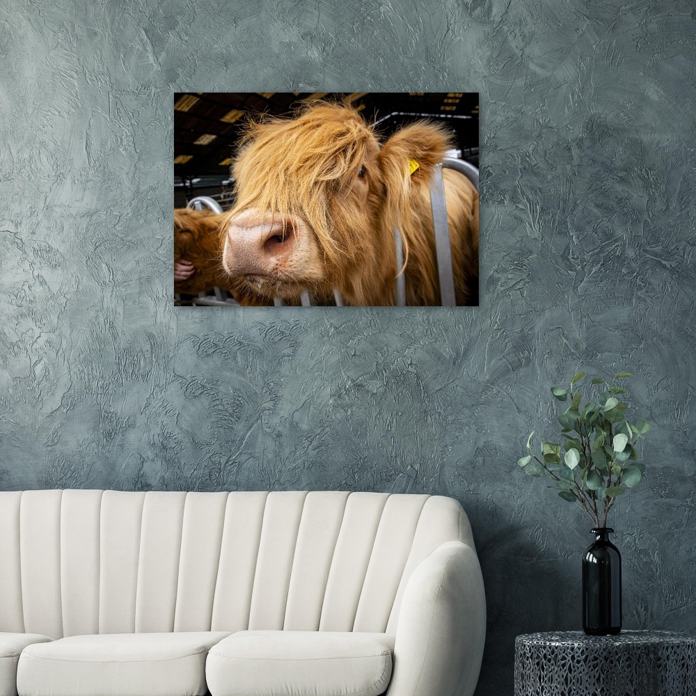 Highland Cow Close - Aluminum Fine Art Print - Image 4