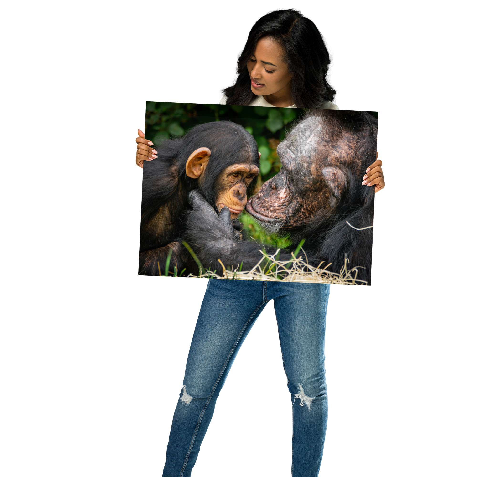 A tender Chimpanzee moment - Fine art print - Image 2
