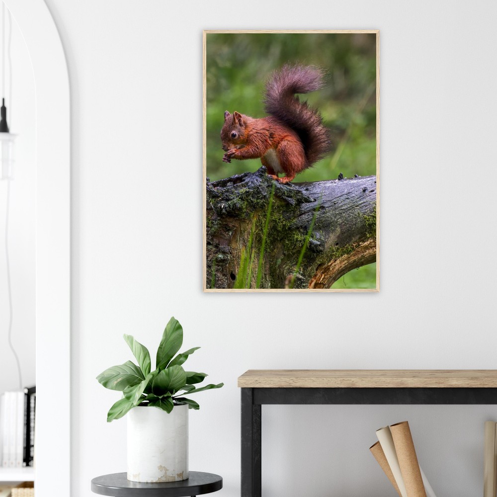 Red Squirrel - Wooden Framed Poster - Image 2