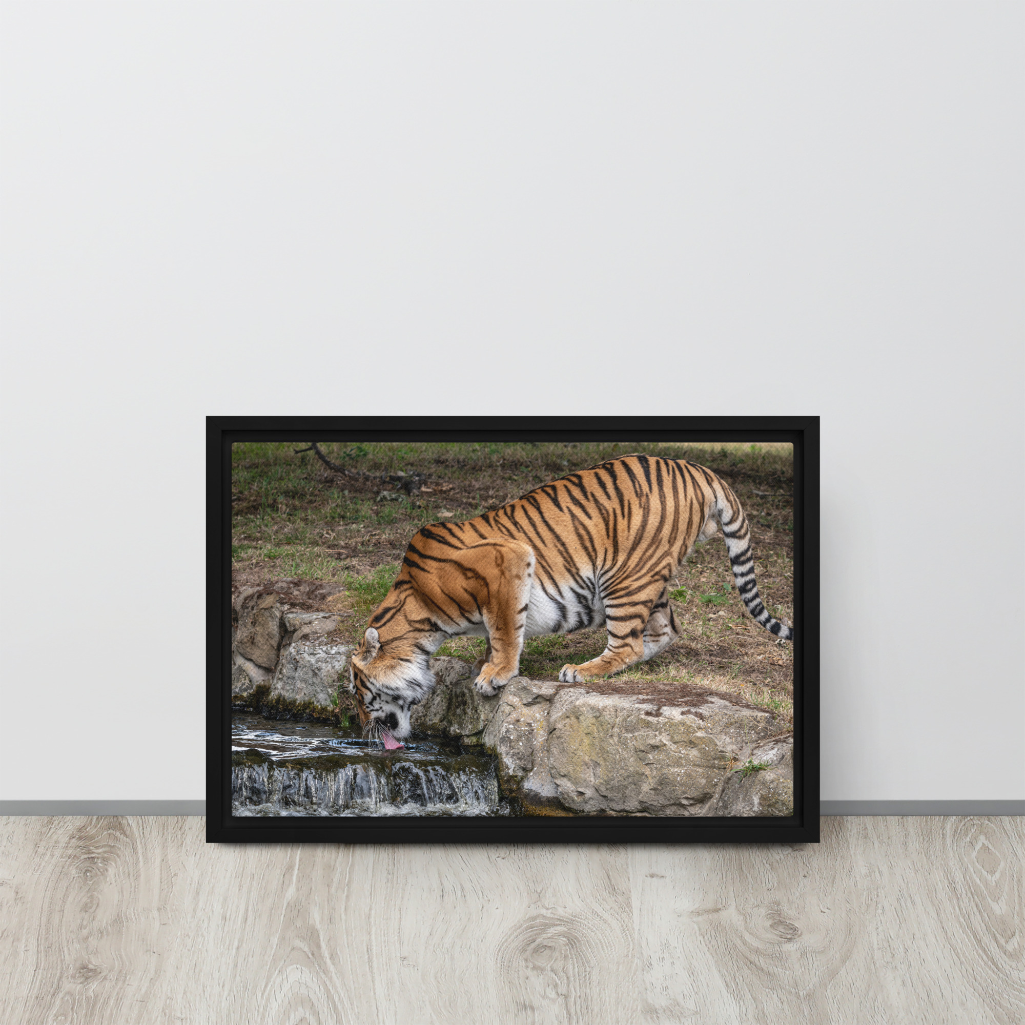 Amur Tiger drinking - Framed canvas fine art print - Image 4
