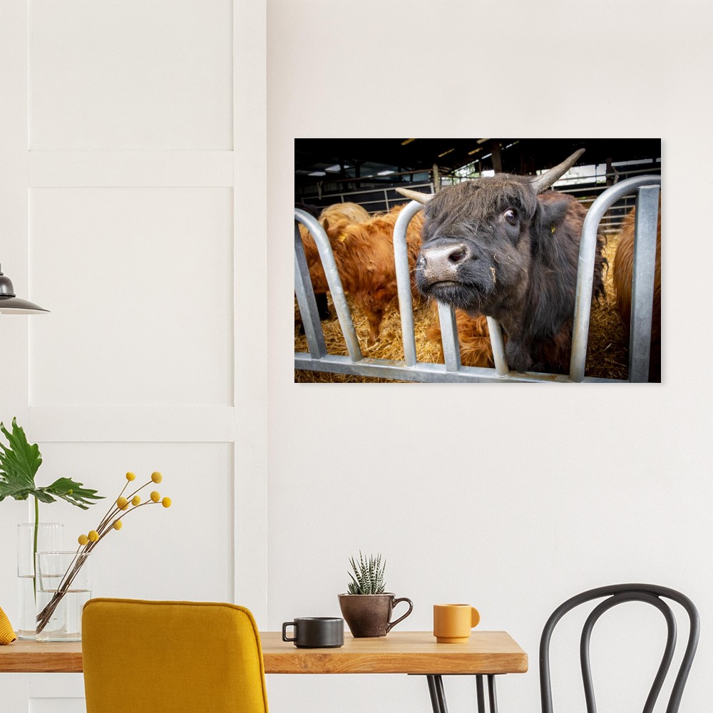 Black Highland Cow - Aluminum fine art Print - Image 6