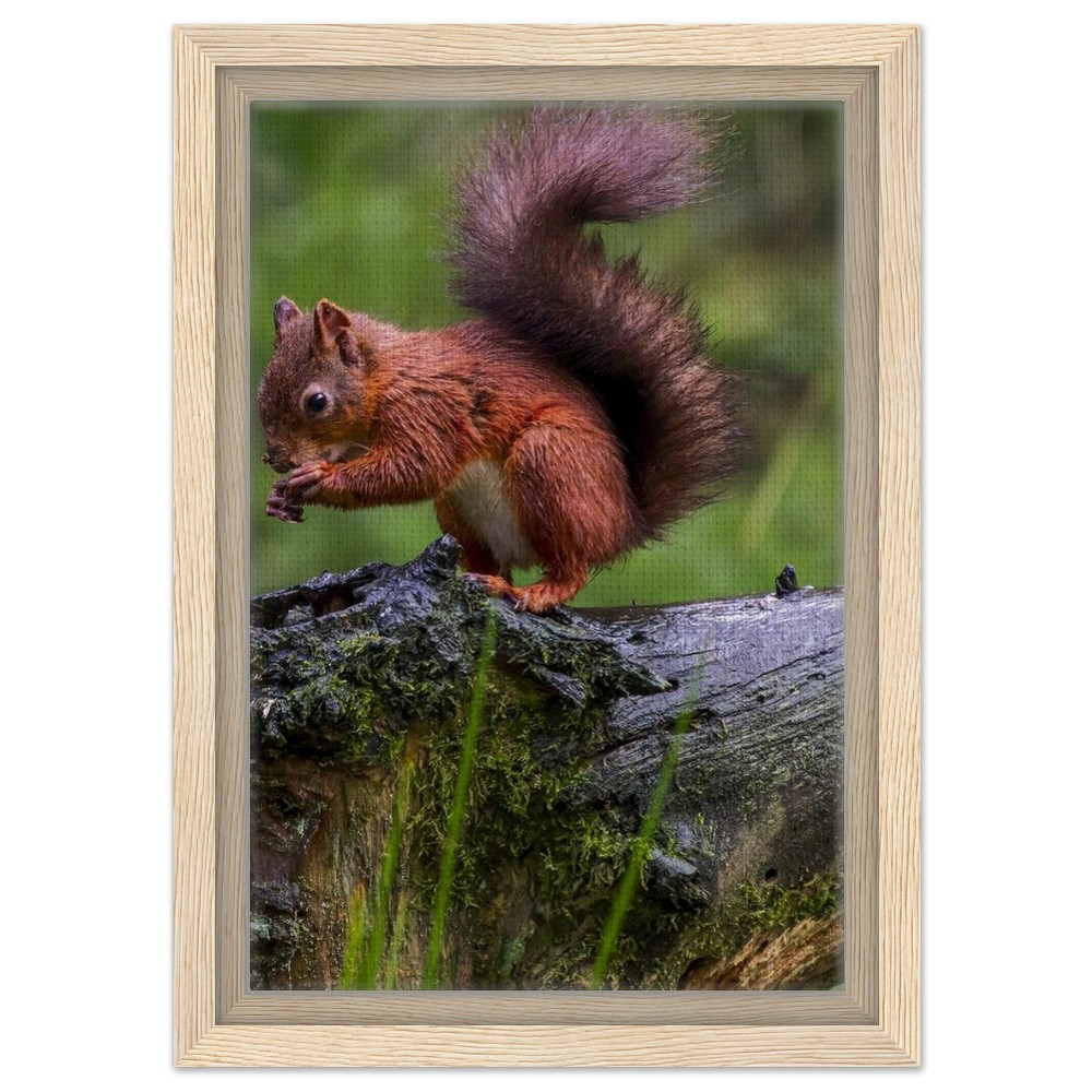 Red Squirrel - Framed Canvas - Image 7