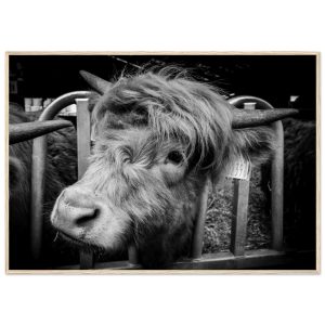 Highland Cow B&W - Wooden Framed Print