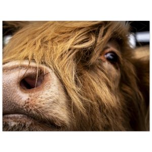 Highland Cow Nose - Fine Art Print