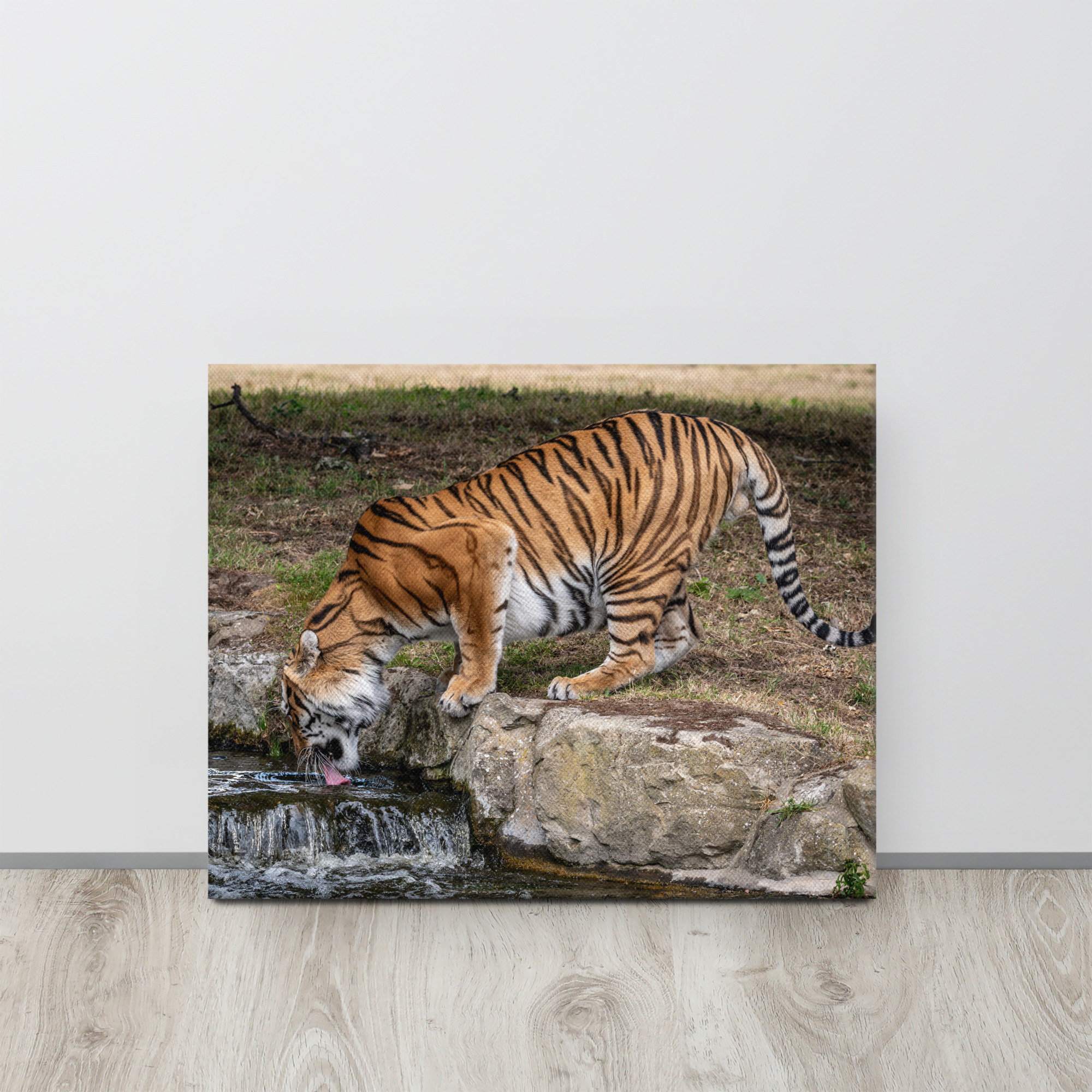 Amur Tiger drinking - Thin canvas fine art print - Image 4