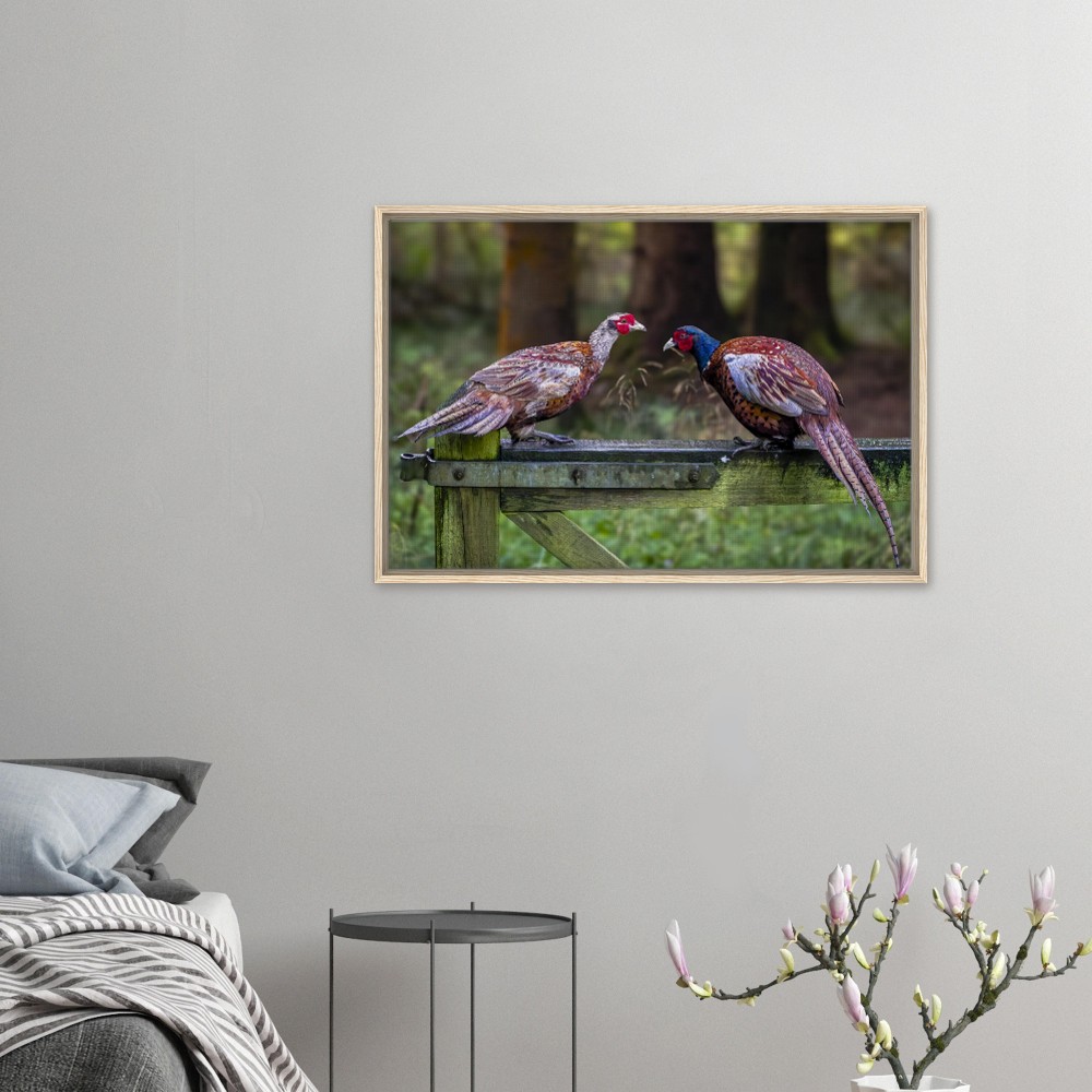 Brace of Pheasants - Framed Canvas - Image 3