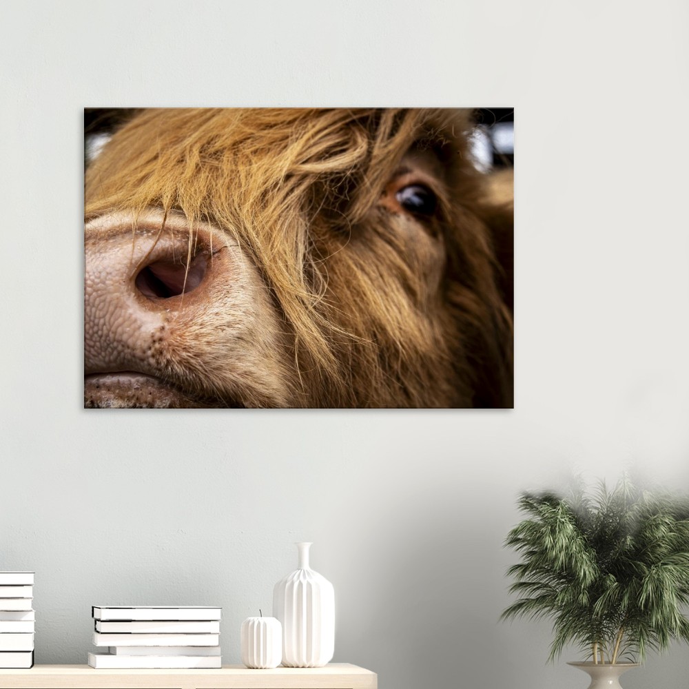 Highland Cow Nose - Fine art Canvas print - Image 2