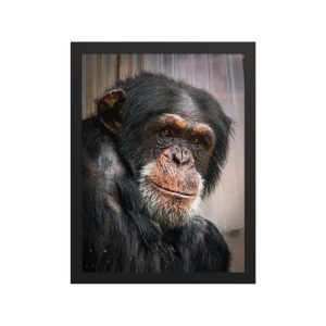 Wise old Chimpanzee - Framed fine art print