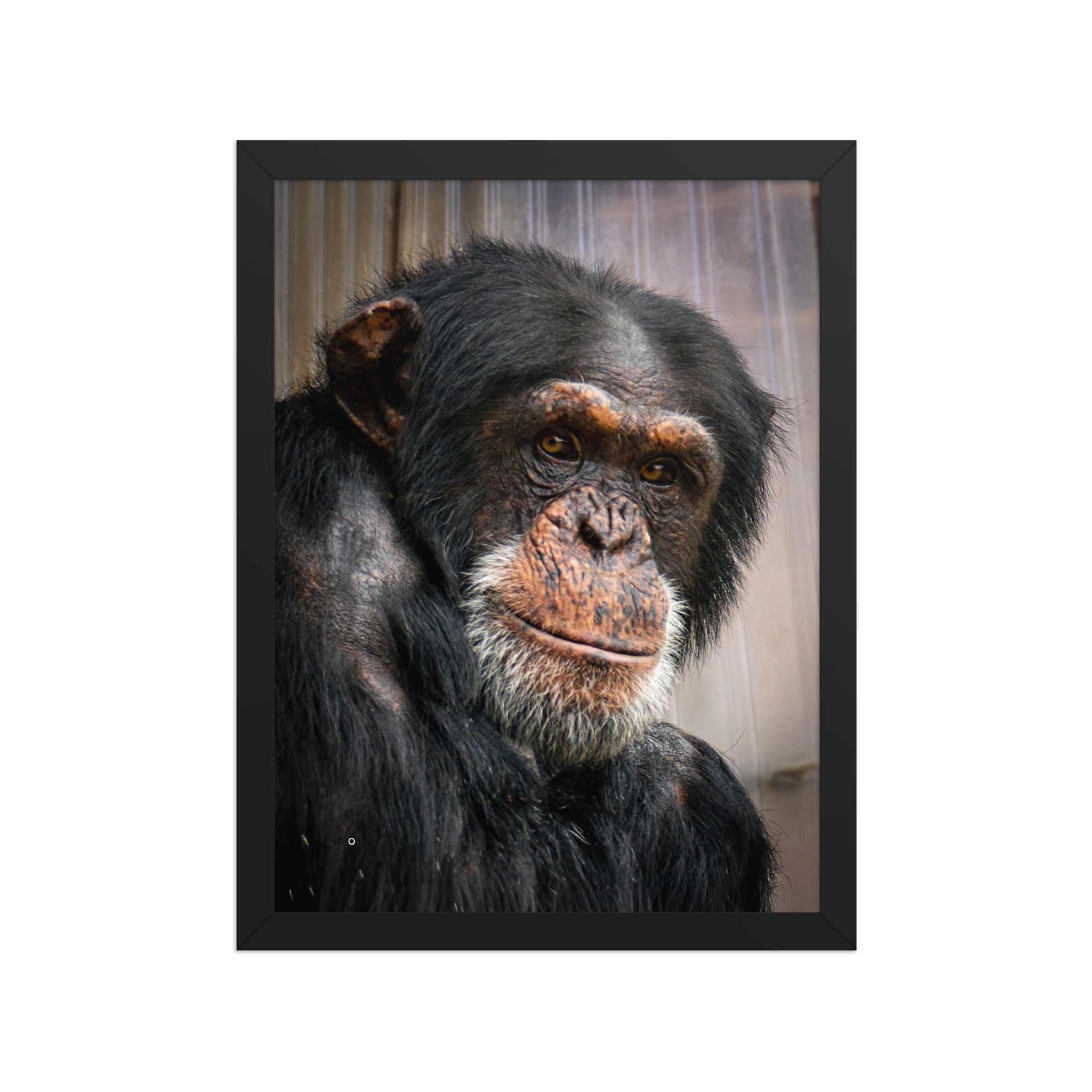 Wise old Chimpanzee - Framed fine art print