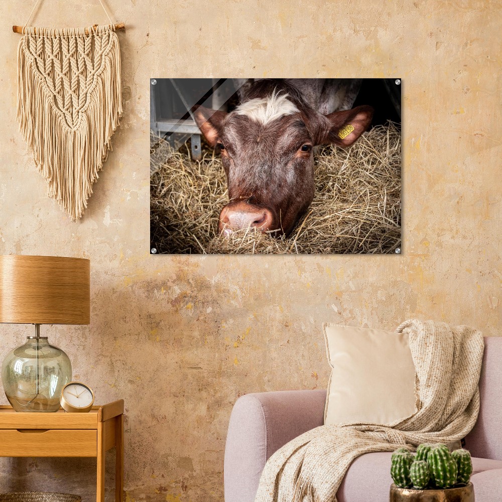 Hungry Cow - Acrylic Fine Art Print - Image 6
