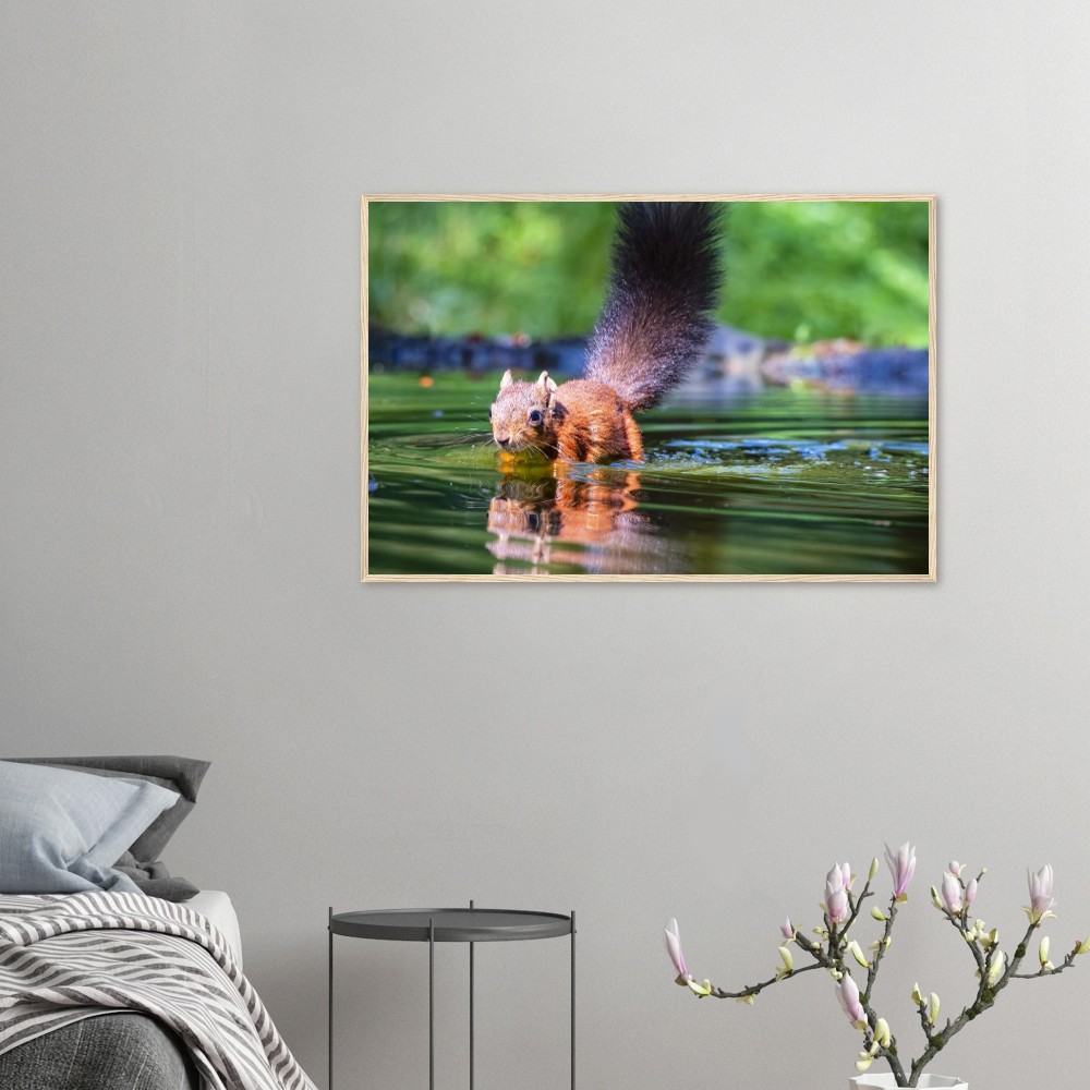 Red Squirrel sun lit in water - Fine art Wooden Framed Poster - Image 4
