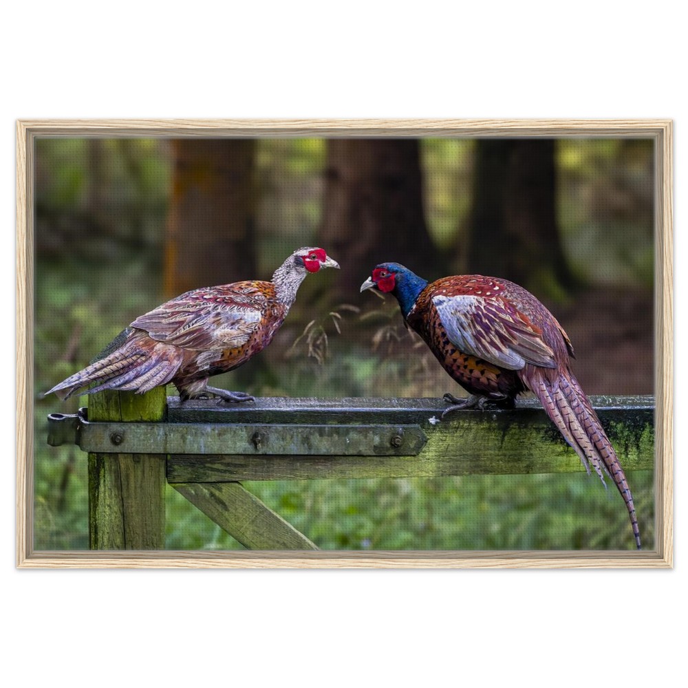 Brace of Pheasants - Framed Canvas