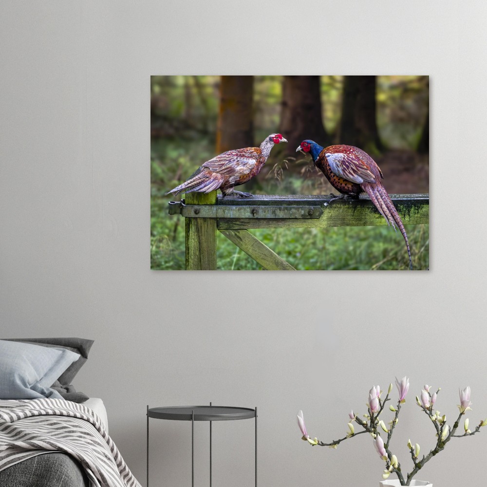 A Brace Of Pheasants - Aluminum Fine Art Print - Image 3
