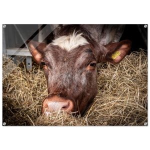 Hungry Cow - Acrylic Fine Art Print