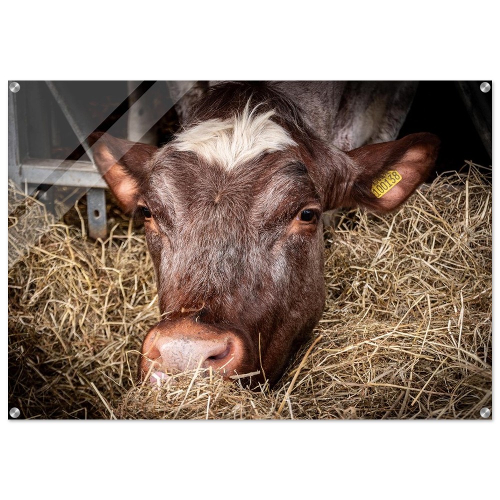 Hungry Cow - Acrylic Fine Art Print