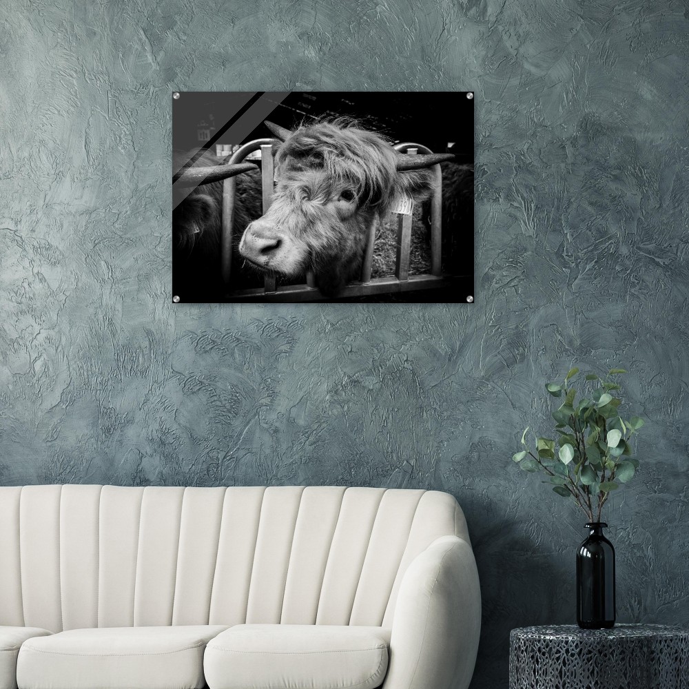 Highland Cow B&W - Acrylic Fine Art Print - Image 5