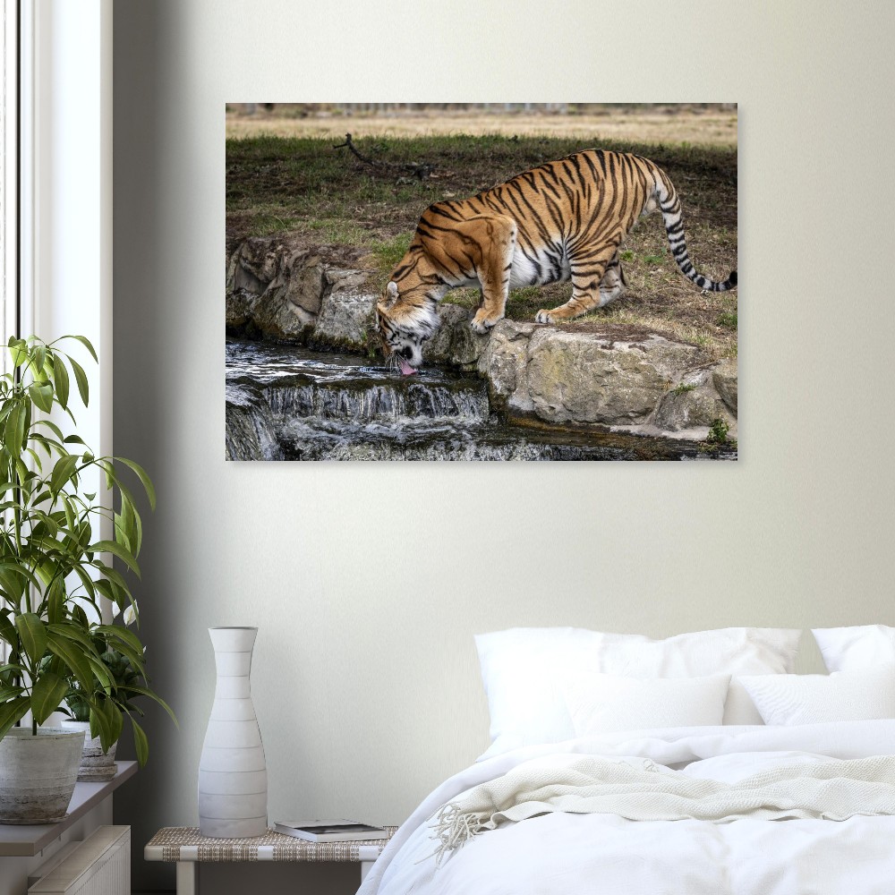 Amur Tiger - Aluminum fine art print - Image 2