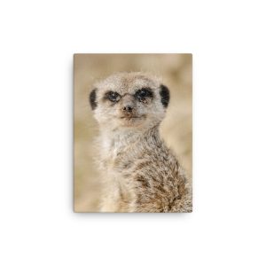 Dream Meercat - Thin fine art canvas