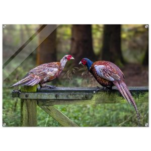 A Brace of Pheasants - Acrylic Fine Art Print