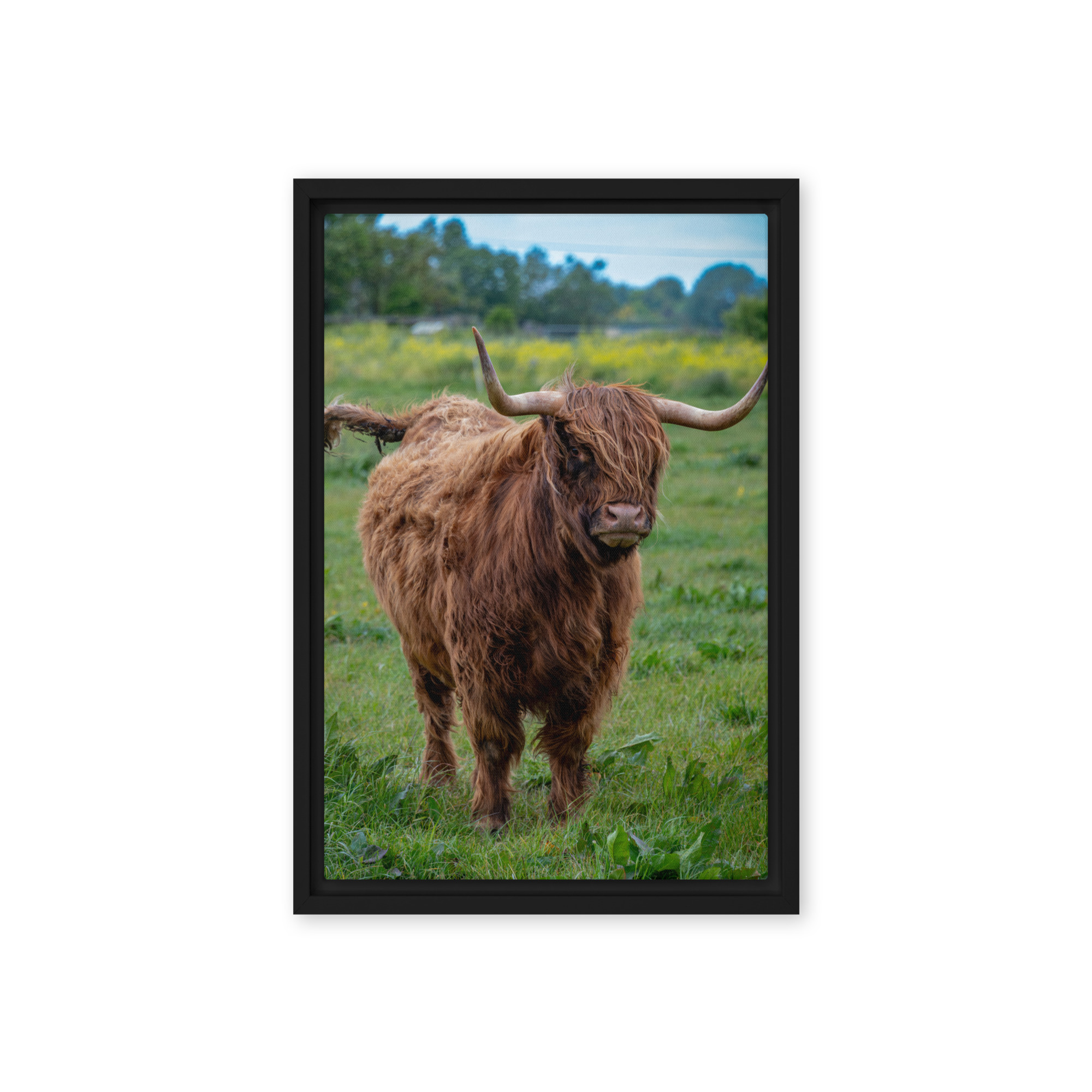 Horned Highland Cow - Framed canvas fine art print